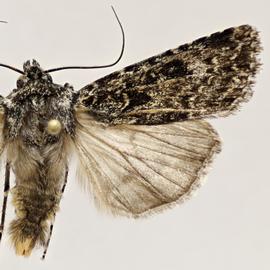  Agrotis  sp., adult male